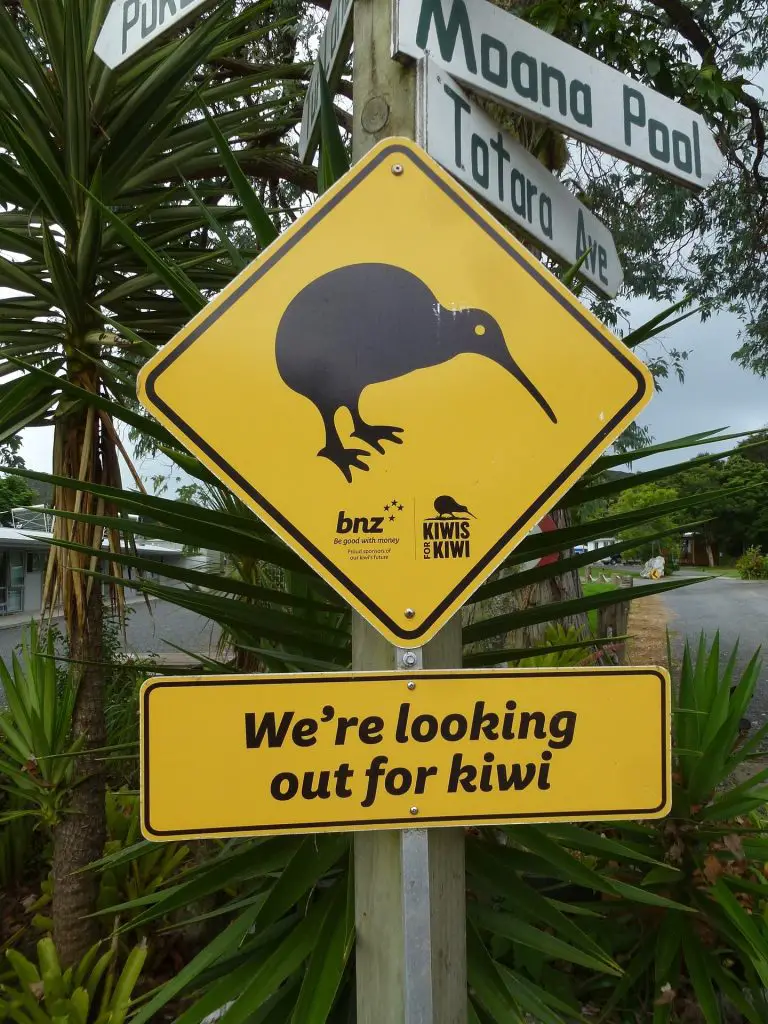 New Zealand Kiwi 