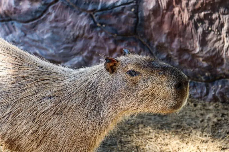 Can I own a capybara in New Zealand