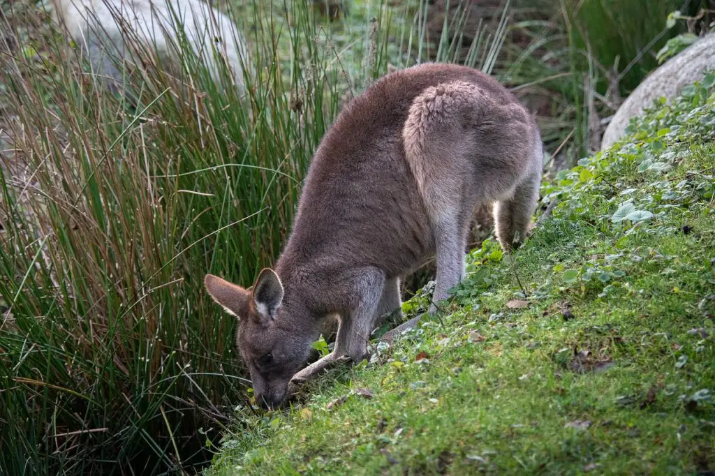 Does New Zealand Have Kangaroos