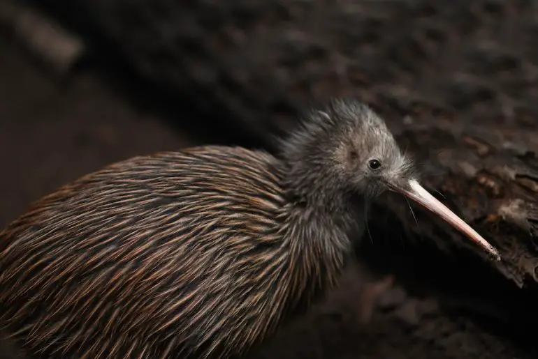 Why Are New Zealanders Called Kiwis