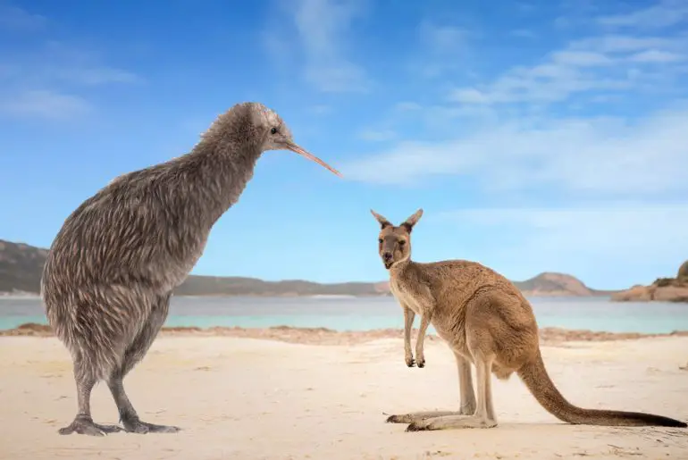 Does New Zealand Have Kangaroos