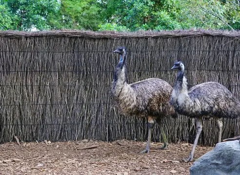 Did Australia Lose a War to Emus