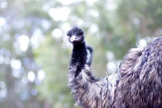 Did Australia Lose a War to Emus