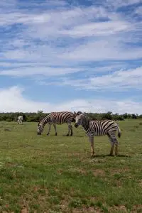 Zebras in Australia