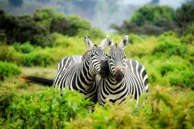 Zebras in Australia