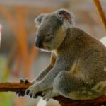 Why Are Marsupials Only Found In Australia