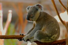 Why Are Marsupials Only Found In Australia