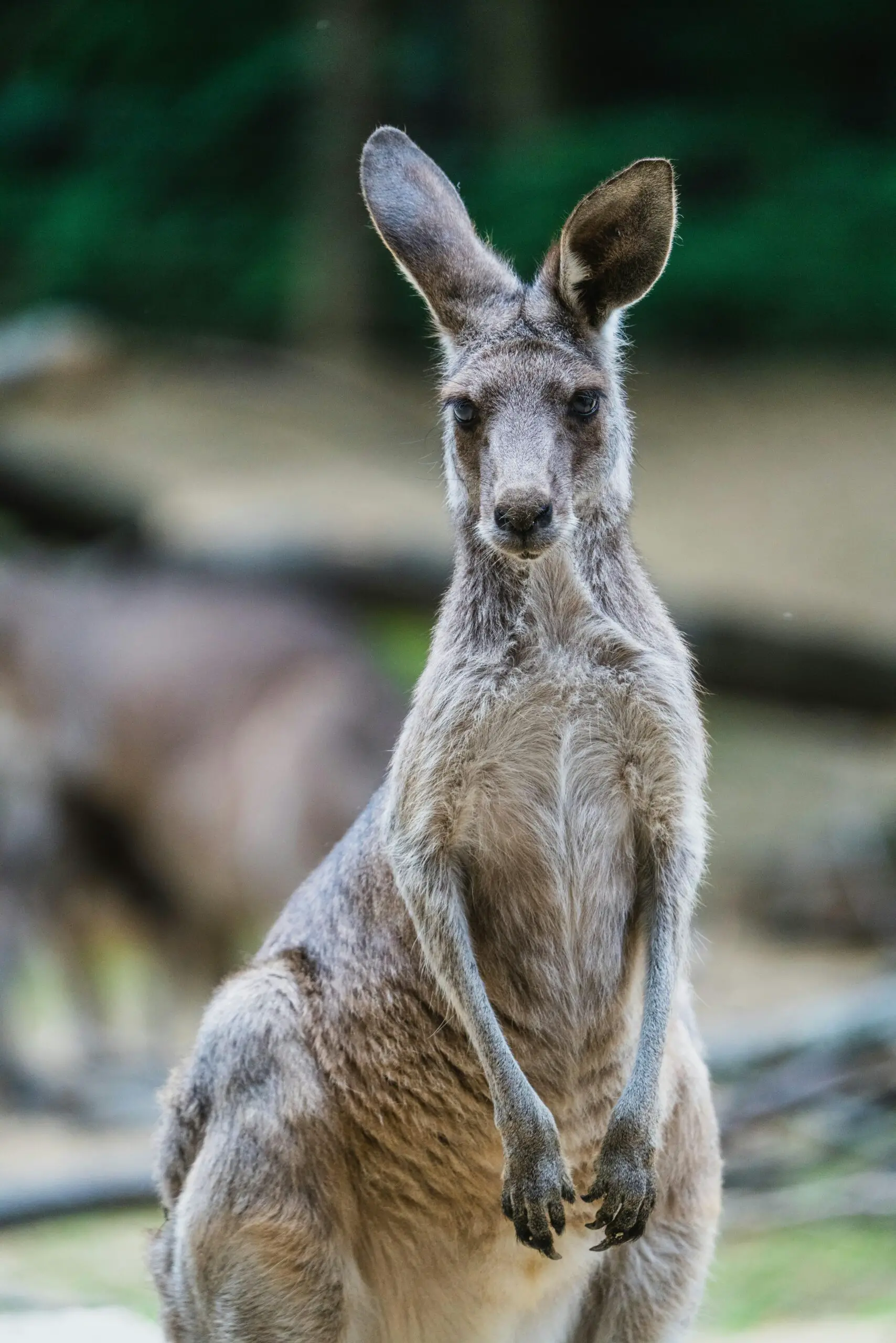 Can You Hunt Kangaroo In Australia