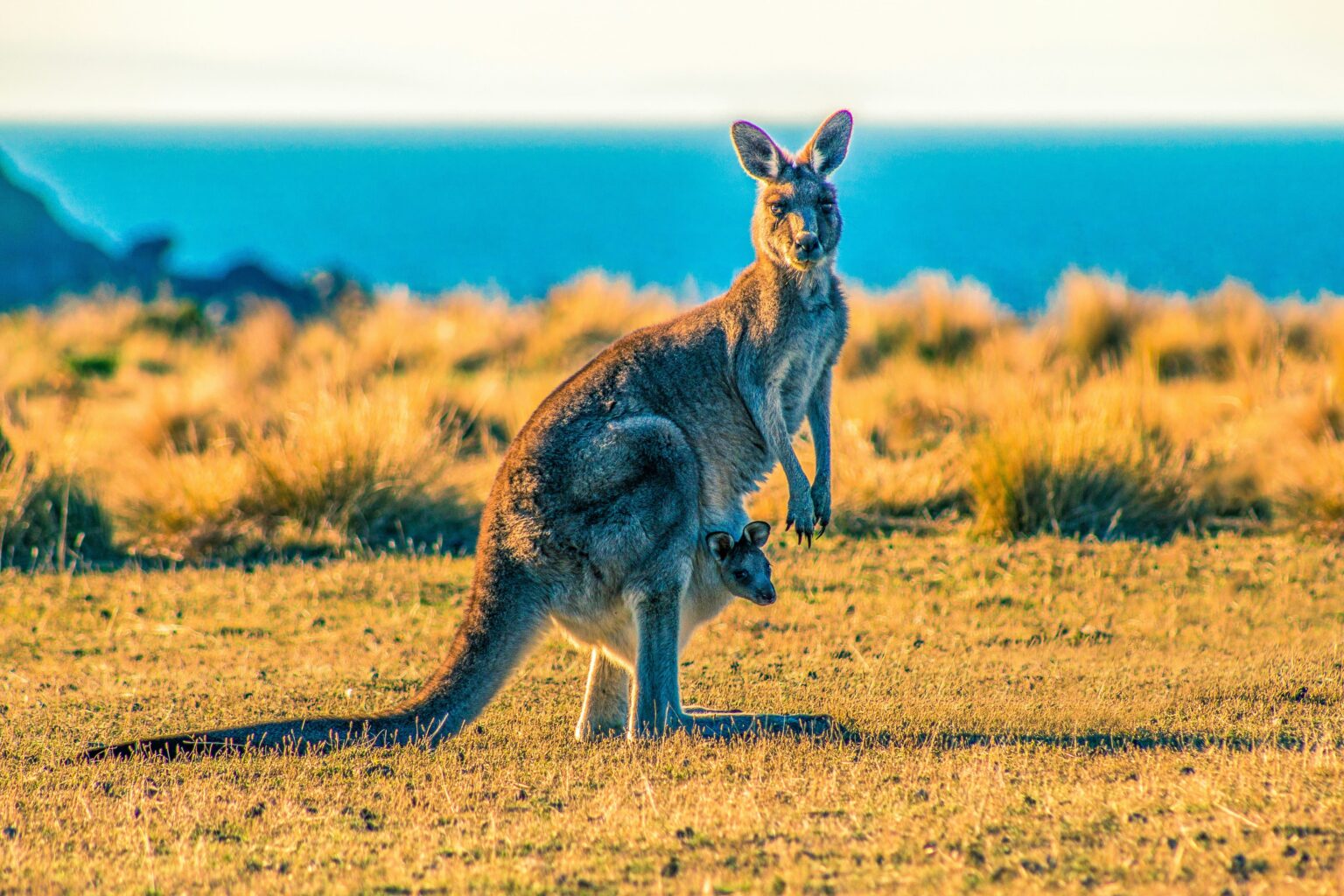 can-you-hunt-kangaroo-in-australia-navigating-the-controversy-ausi