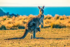 Can You Hunt Kangaroo In Australia
