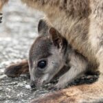 Why Are There So Many Marsupials In Australia