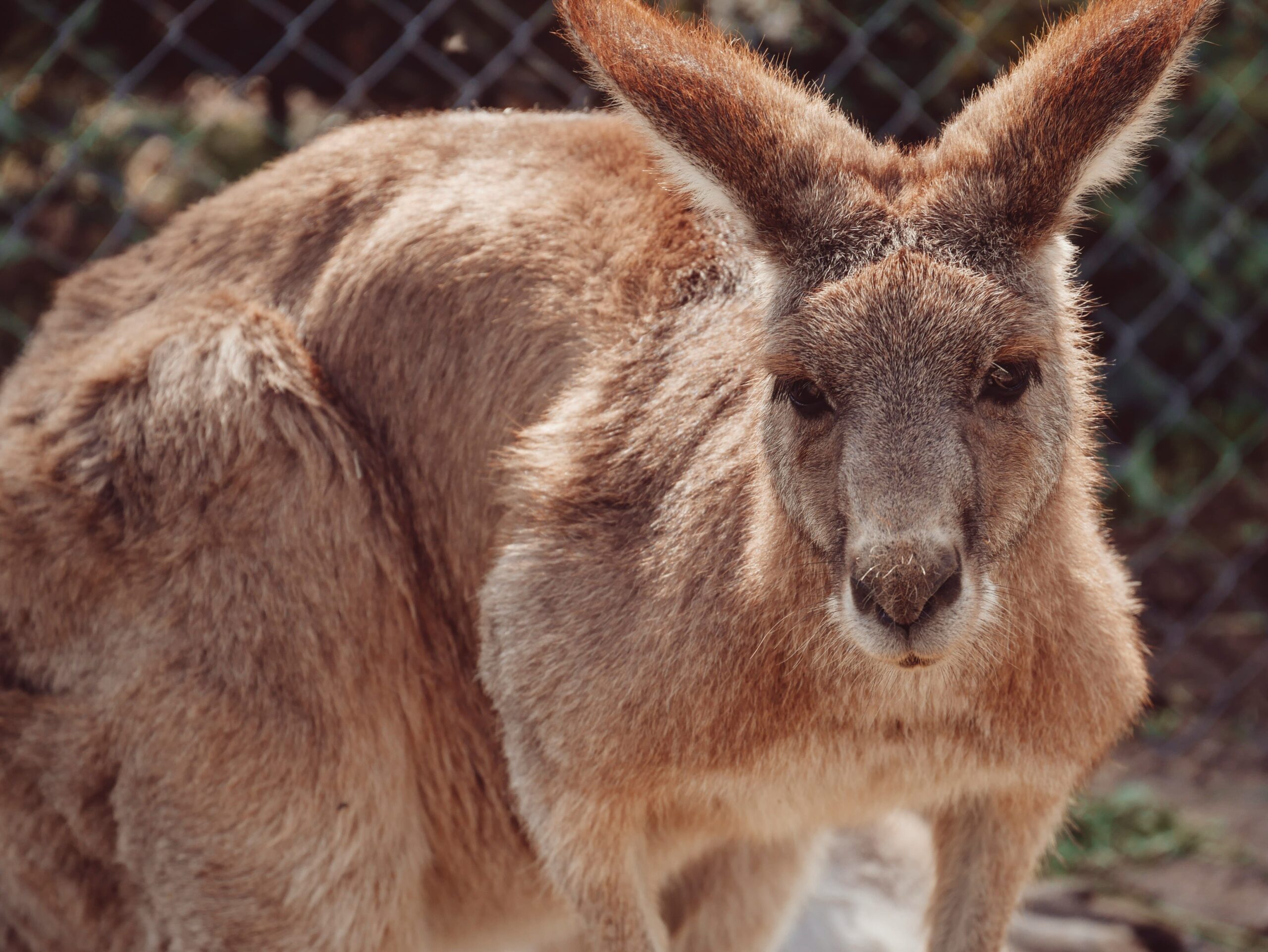 Why Are There So Many Marsupials In Australia