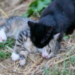 Is it legal to kill feral cats in Australia