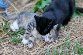 Is it legal to kill feral cats in Australia